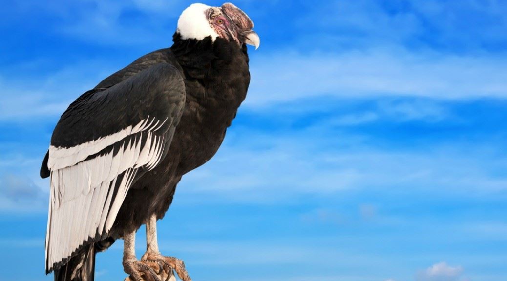  National-Animals-Andean-Condor-Bolivia-and-Chile